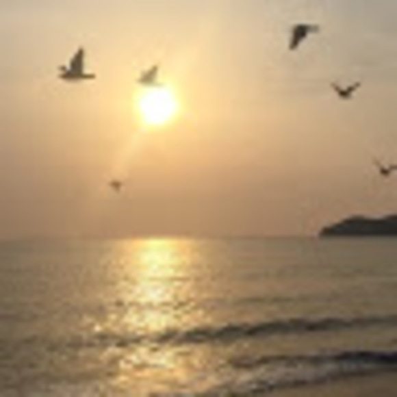 Meet your Posher, Zara - Picture 1 of 1